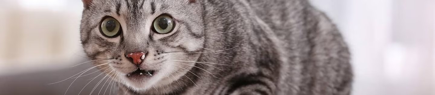 Gato gris atigrado mirando de frente en el interior de una casa