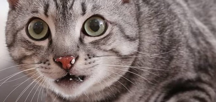 Gato gris atigrado mirando de frente en el interior de una casa