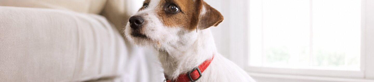 Perro Jack Russell Terrier sentado en una sala luminosa