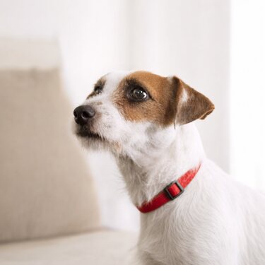 Perro Jack Russell Terrier sentado en una sala luminosa