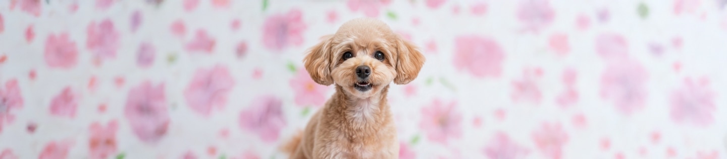 Retrato de un perro pequeño tipo caniche de color marrón claro, mirando fijamente a la cámara con un fondo de flores rosadas desenfocadas