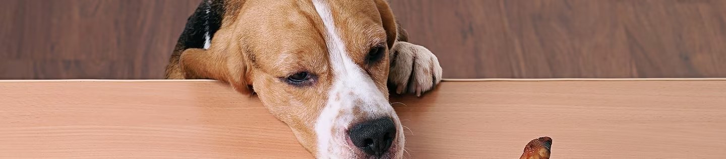 Perro observando un premio sobre una mesa