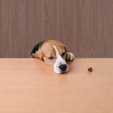 Perro observando un premio sobre una mesa