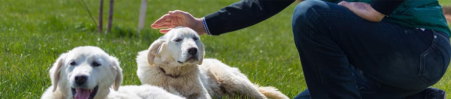 Persona acariciando la cabeza de un perro blanco acostado sobre el pasto verde en un día soleado.