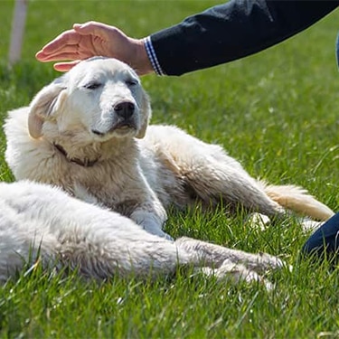 Persona acariciando la cabeza de un perro blanco acostado sobre el pasto verde en un día soleado.