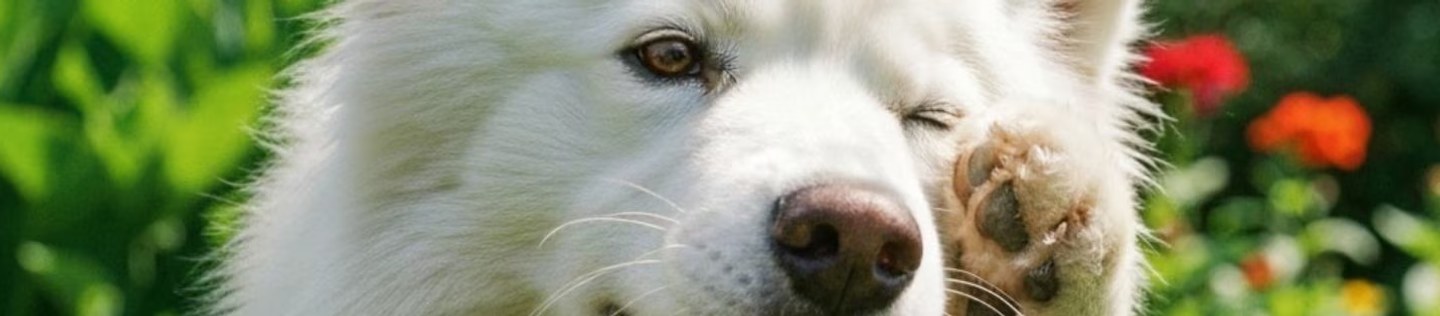 Perro blanco con una pata levantada junto a su rostro