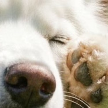Perro blanco con una pata levantada junto a su rostro