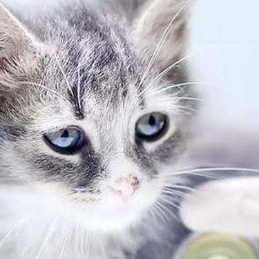 Gatito gris durante una revisión veterinaria