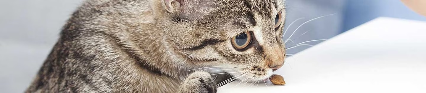 Un gato atigrado asomándose al borde de una mesa blanca para alcanzar una croqueta de comida, con una sala de estar difuminada al fondo
