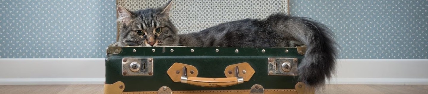 Gato de pelaje largo y atigrado metido dentro de una maleta antigua abierta en el suelo