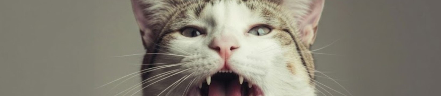 gato con la boca abierta mostrando los dientes