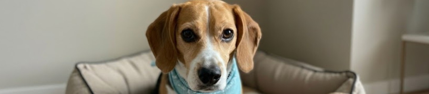Perro beagle con pañuelo azul sentado en su cama