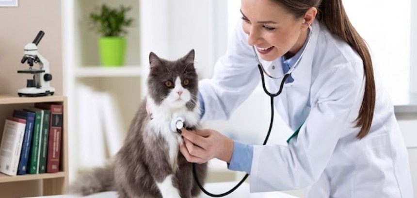 Una veterinaria sonriente con bata blanca examina con un estetoscopio a un gato gris y blanco en su consultorio
