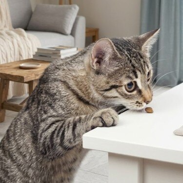 Un gato atigrado asomándose al borde de una mesa blanca para alcanzar una croqueta de comida, con una sala de estar difuminada al fondo