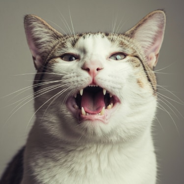 gato con la boca abierta mostrando los dientes