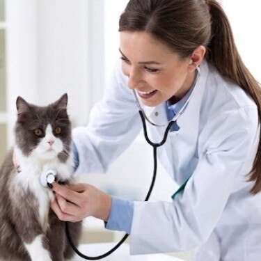 Una veterinaria sonriente con bata blanca examina con un estetoscopio a un gato gris y blanco en su consultorio