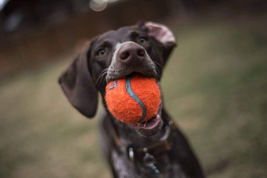 Perro con una pelota en la boca