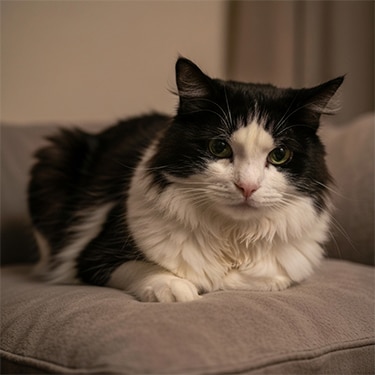 Gato blanco y negro acostado.