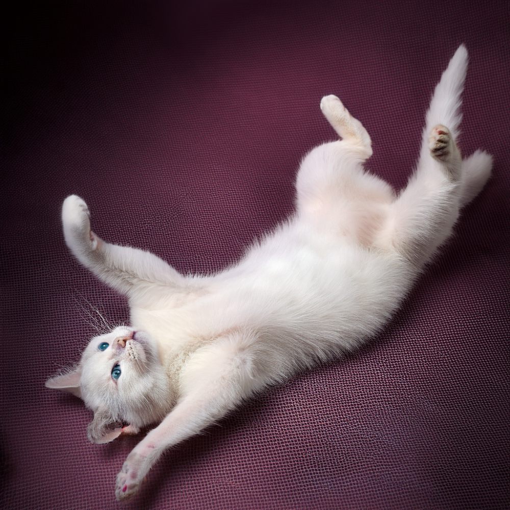 Estreñimiento en Gatos Hill’s Pet Costa Rica