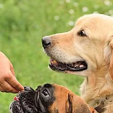 Persona dando una recompensa a un perro bóxer mientras un golden retriever observa en el césped