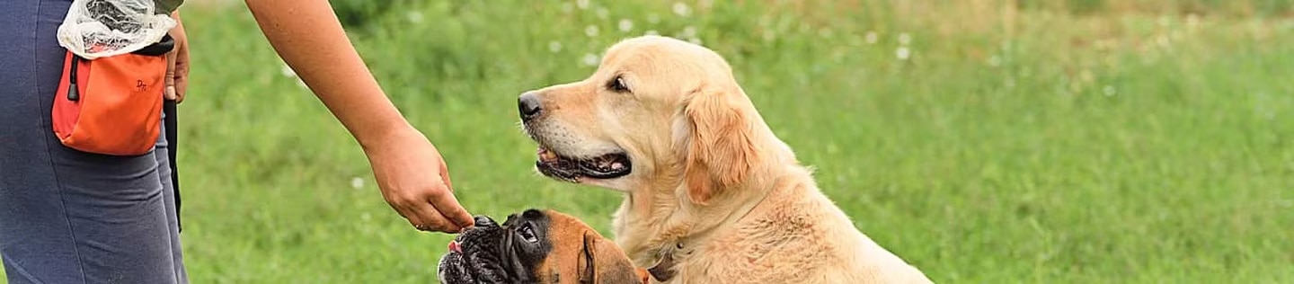 Persona dando una recompensa a un perro bóxer mientras un golden retriever observa en el césped