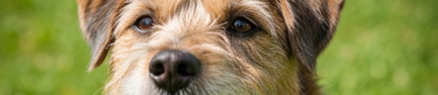 Cepillo de Dientes para Perros