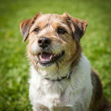 Cepillo de Dientes para Perros