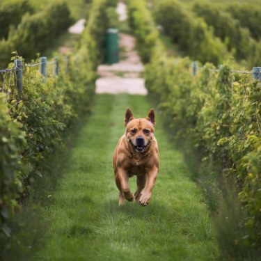 ¿Los perros pueden comer naranja? Hill's Pet Costa Rica