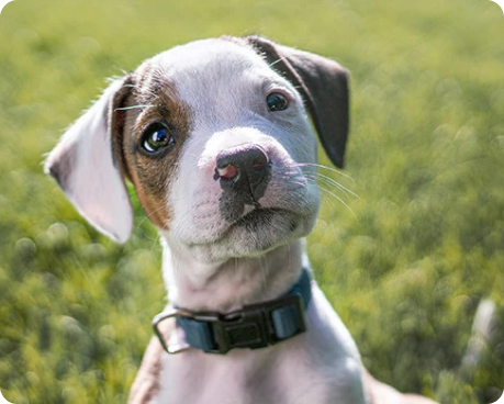 un cachorro marrón y blanco con expresión curiosa